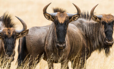16-Days Great Wildebeest Migration Safari + Zanzibar Escapes