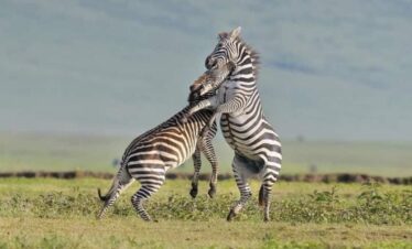 2-Days Fly-in Safari to Tarangire & Ngorongoro Crater From Zanzibar