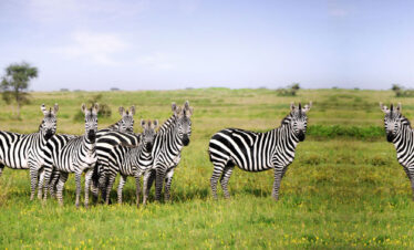 10-Days Tanzania Fly-in Safari to Kitulo, Katavi & Mahale Mountains National Park