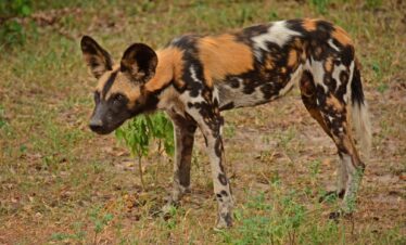 Day Trip to Nyerere National Park
