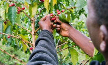 Day Trip to Tengeru Coffee Plantations & Tasting