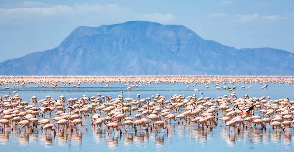 flamingoes-lake-natron-tanzania-timbktu-travel