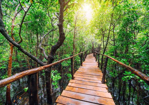 𝙏𝙝𝙚 𝙇𝙞𝙜𝙝𝙩 𝙤𝙛 𝙏𝙖𝙣𝙯𝙖𝙣𝙞𝙖 – 𝙅𝙤𝙪𝙧𝙣𝙚𝙮𝙨 𝙏𝙝𝙖𝙩 𝙄𝙡𝙡𝙪𝙢𝙞𝙣𝙖𝙩𝙚 𝙏𝙝𝙚 𝙎𝙤𝙪𝙡