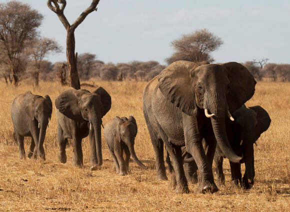 𝘿𝙞𝙨𝙘𝙤𝙫𝙚𝙧 𝙏𝙝𝙚 𝘽𝙚𝙨𝙩 𝙏𝙞𝙢𝙚 𝙏𝙤 𝙑𝙞𝙨𝙞𝙩 𝙏𝙖𝙣𝙯𝙖𝙣𝙞𝙖 𝙛𝙤𝙧 𝙎𝙖𝙛𝙖𝙧𝙞 𝙖𝙣𝙙 𝙕𝙖𝙣𝙯𝙞𝙗𝙖𝙧 𝙃𝙤𝙡𝙞𝙙𝙖𝙮𝙨