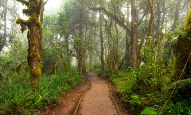 Day Trip to Mandara Hut – Mt. Kilimanjaro Day Hike