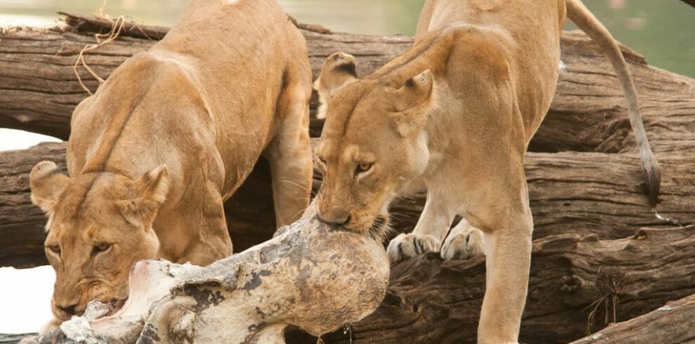 two-lionesses-feeding-on-hippo-ruaha-national-park-tanzania-1024×768